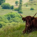 Rénovation immobilière dans le Cantal : guide pour réussir votre projet